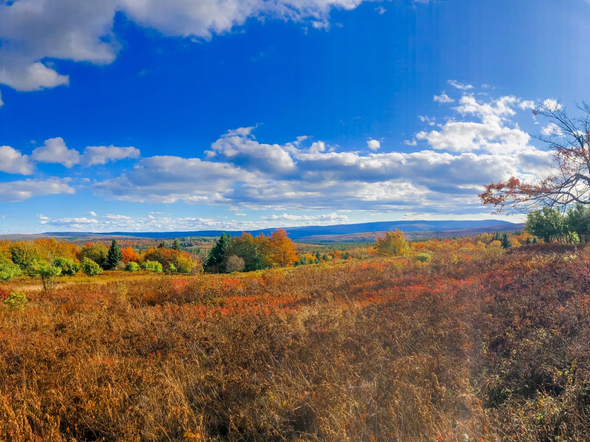 Leaf Peeping in Dolly&nbsp;Sods